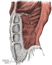 The Core muscles 
