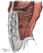How To Use Clubbells For Better Archery Training 3 The Core muscles