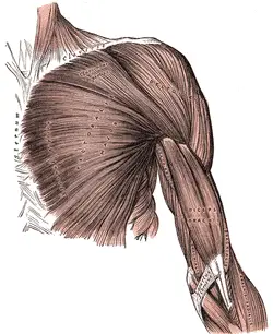 The arm musculature
