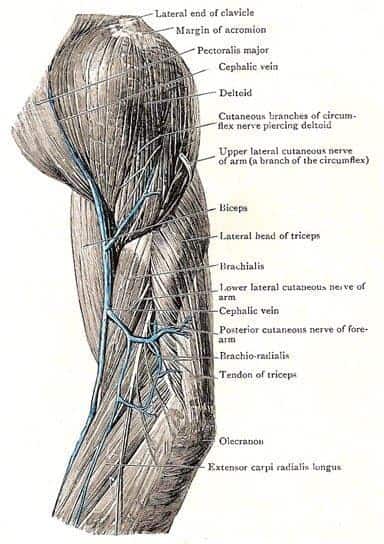 Close look at the shoulder 
