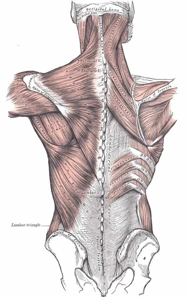 The back musculature 
