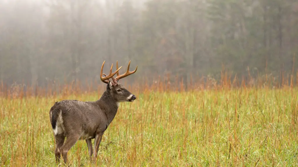 Does Vanilla Extract Work for Deer Hunting_