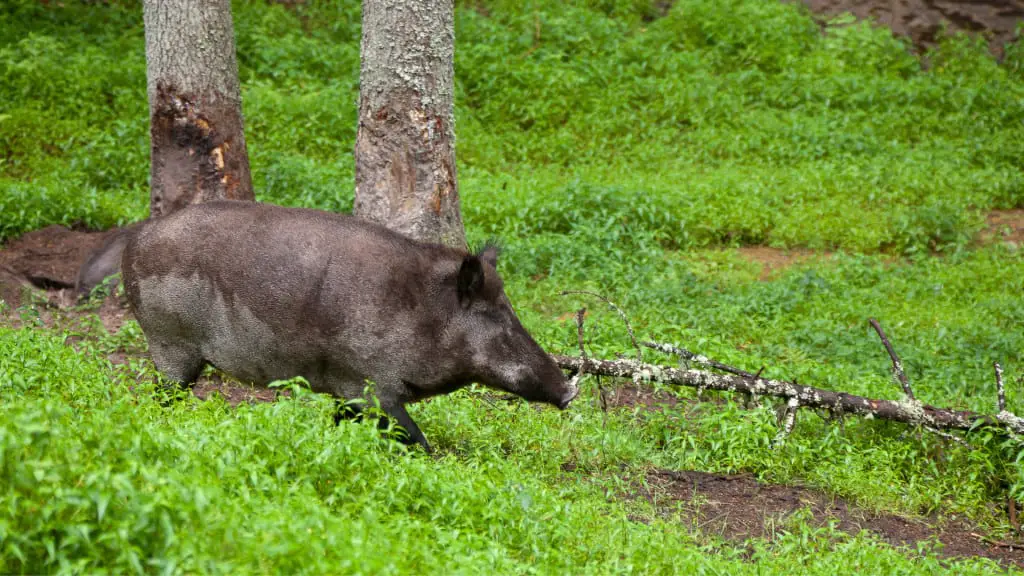 How Do You Hunt Hogs With A Bow