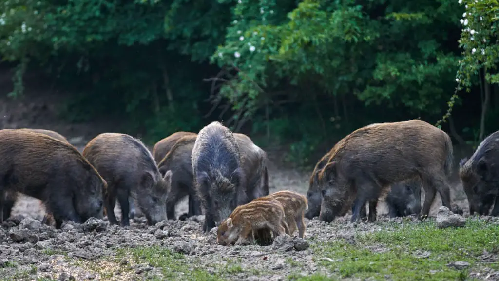 How To Attract Wild Hogs To Your Land