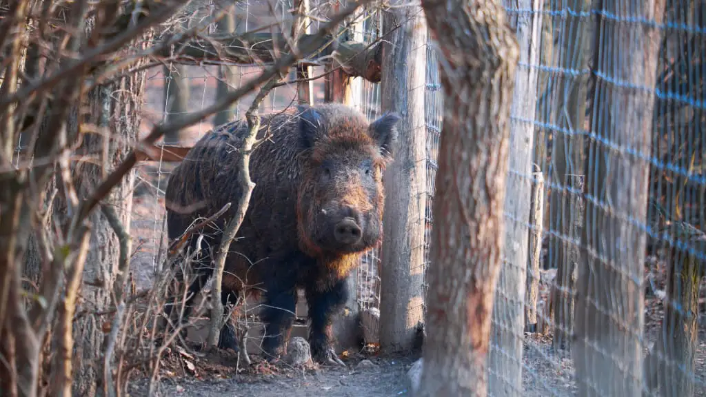 Why Are Wild Boars So Dangerous_