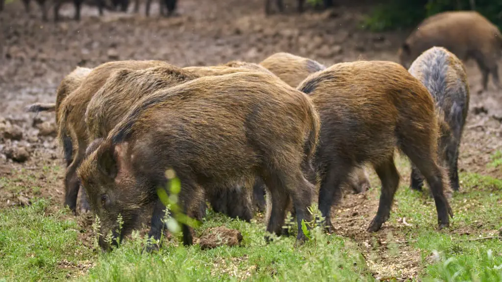 Will Hogs Eat Corn Soaked In Diesel