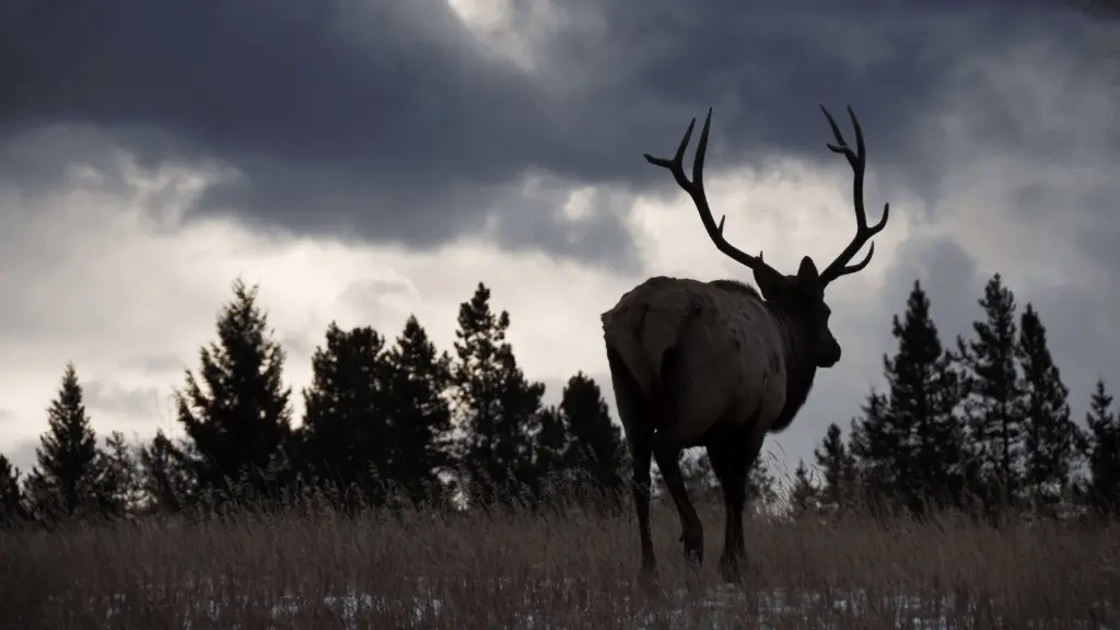 Can elk see in the dark