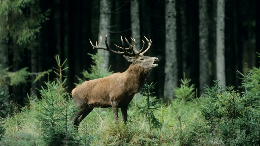 Do You Need Camo For Elk Hunting