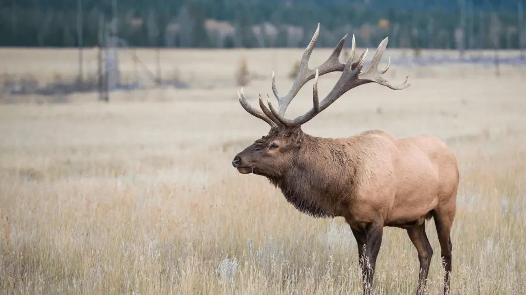 How Far Away Can An Elk Smell and Hear You