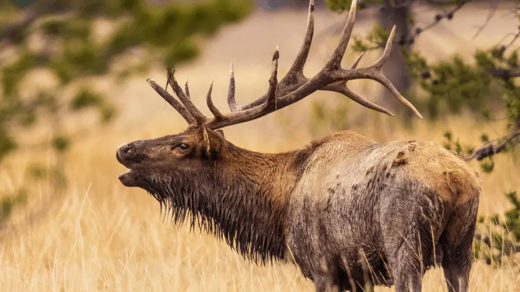 How Far Do Elk Run When Spooked