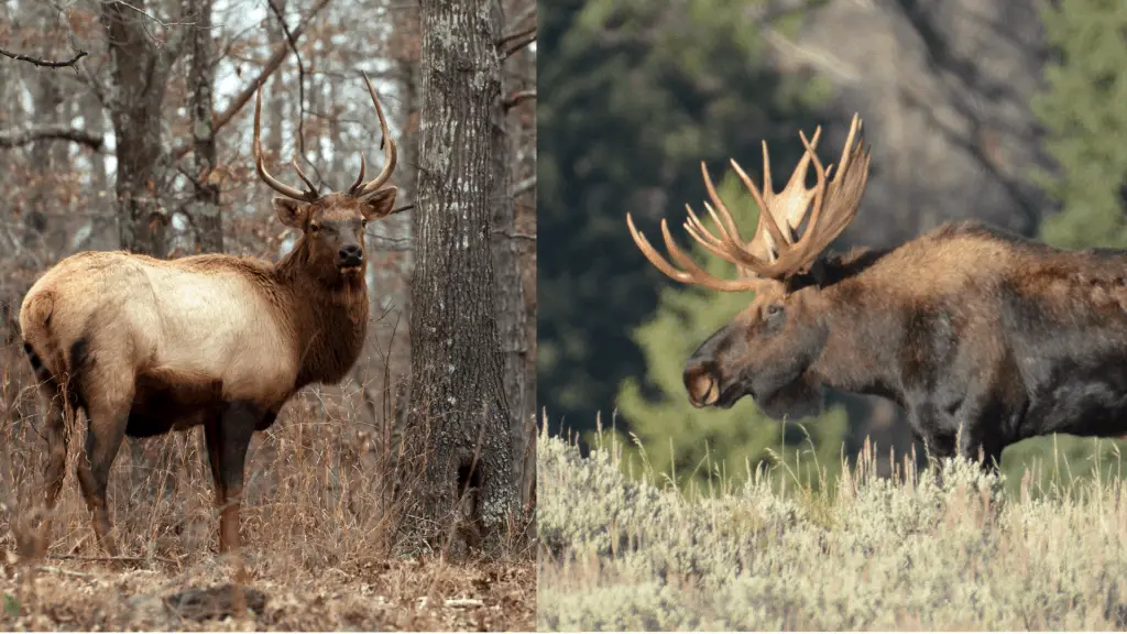 Elk Tracks Vs. Moose Tracks