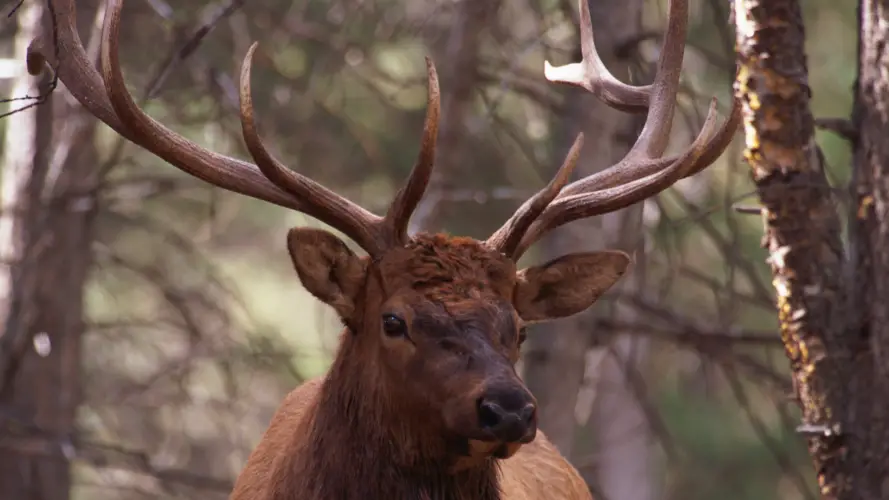Are Berger Bullets Good For Elk
