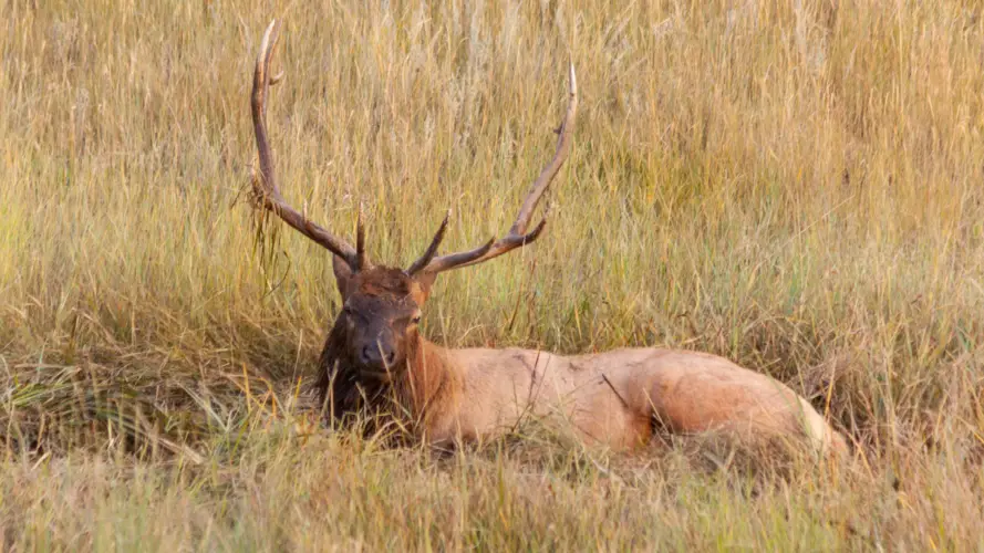 Can You Use A 30 30 For Elk