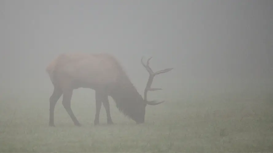 Can You Hunt Elk With A Recurve Bow