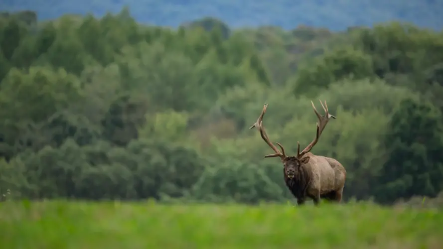 Are Rage Broadheads Good For Elk? 1 Are Rage Broadheads Good For Elk
