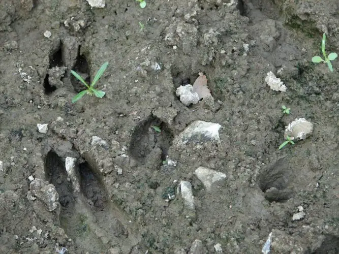 deer tracks freeimages.com