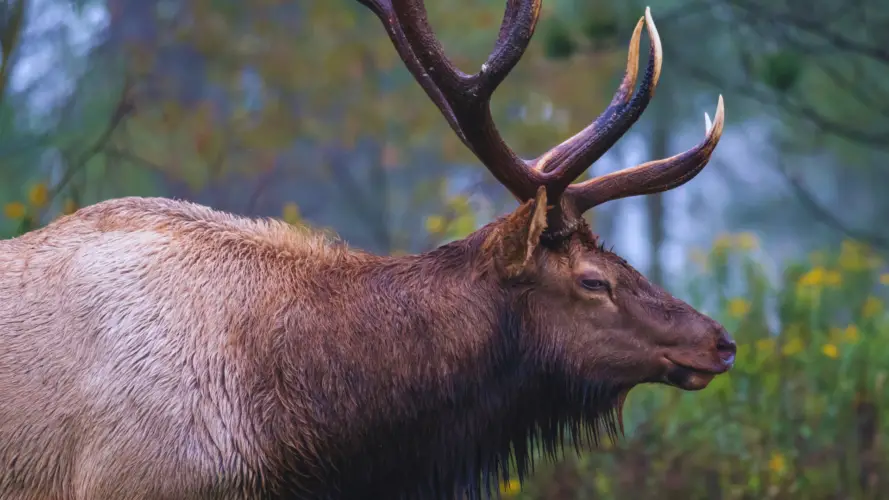 Are Hornady Interlock Bullets Good For Elk