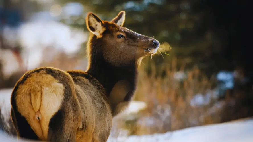 How much does it cost to process an elk